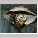 Vespa crabro - Hornisse 09.jpg